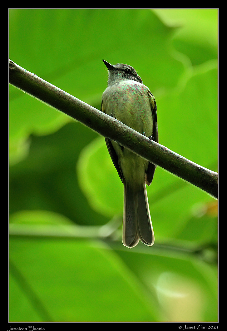 jamaican_elaenia_JZ1_2629a