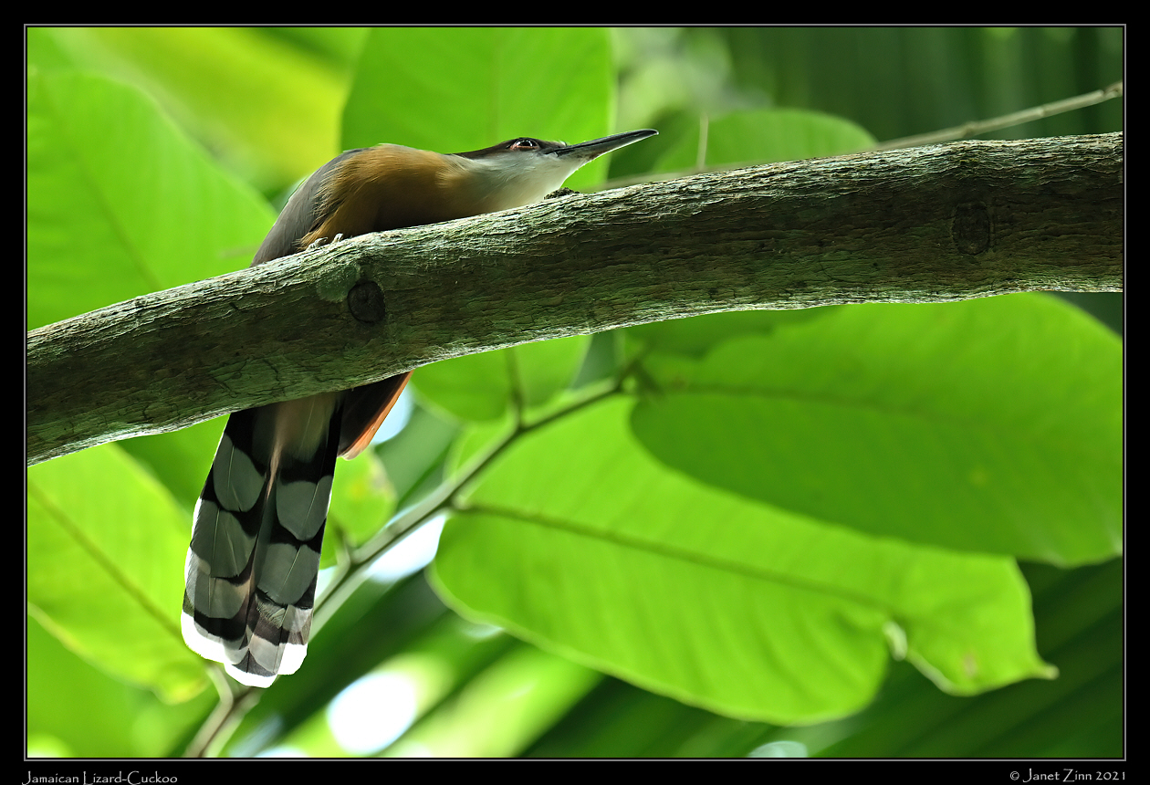 jamaican_lizard_cuckoo_JZ1_2639a