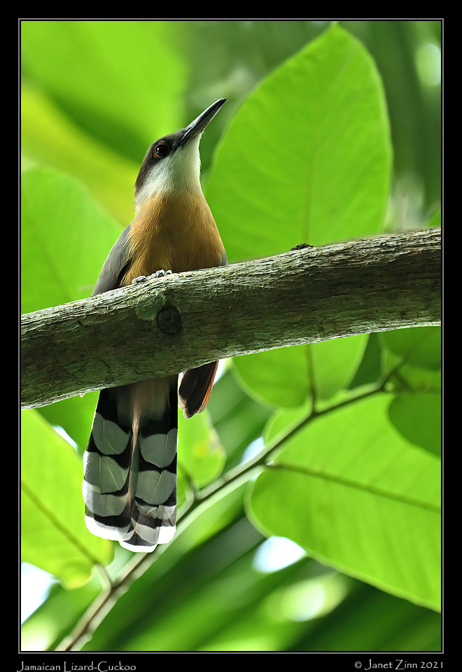 jamaican_lizard_cuckoo_JZ1_2640a