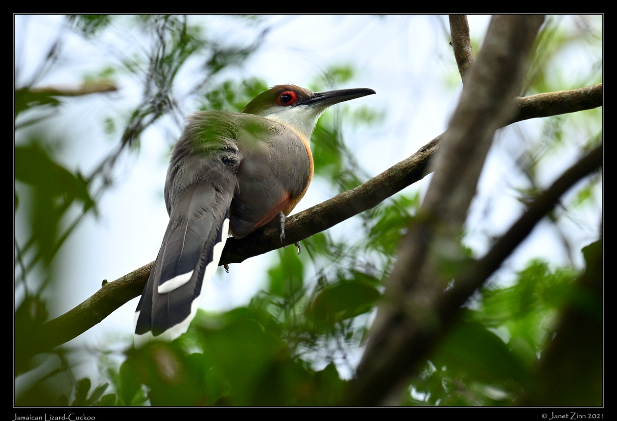 jamaican_lizard_cuckoo_JZ1_2678a