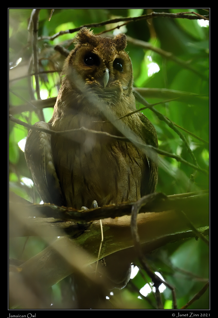 jamaican_owl_JZ8_5841a