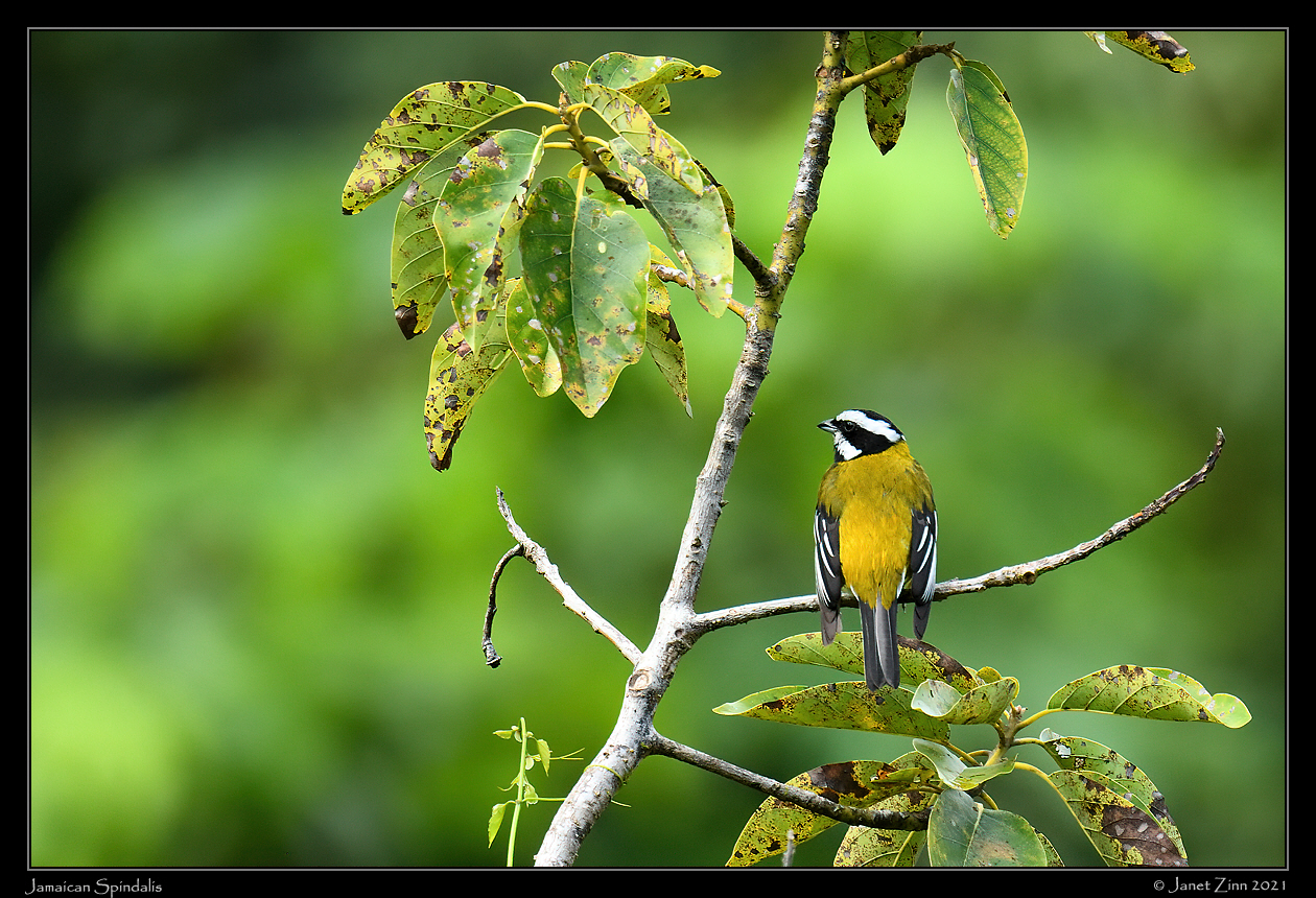 jamaican_spindalis_JZ8_6425b