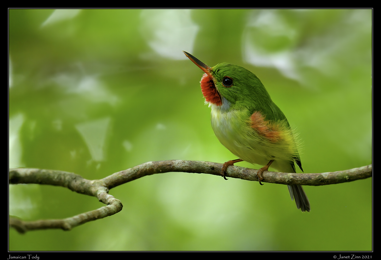 jamaican_tody_JZ1_2478c