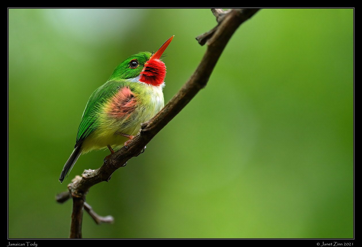 jamaican_tody_JZ1_2619a