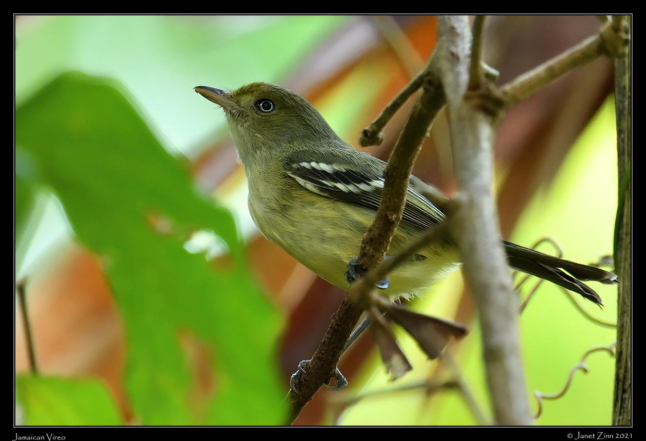 jamaican_vireo_JZ8_5955a