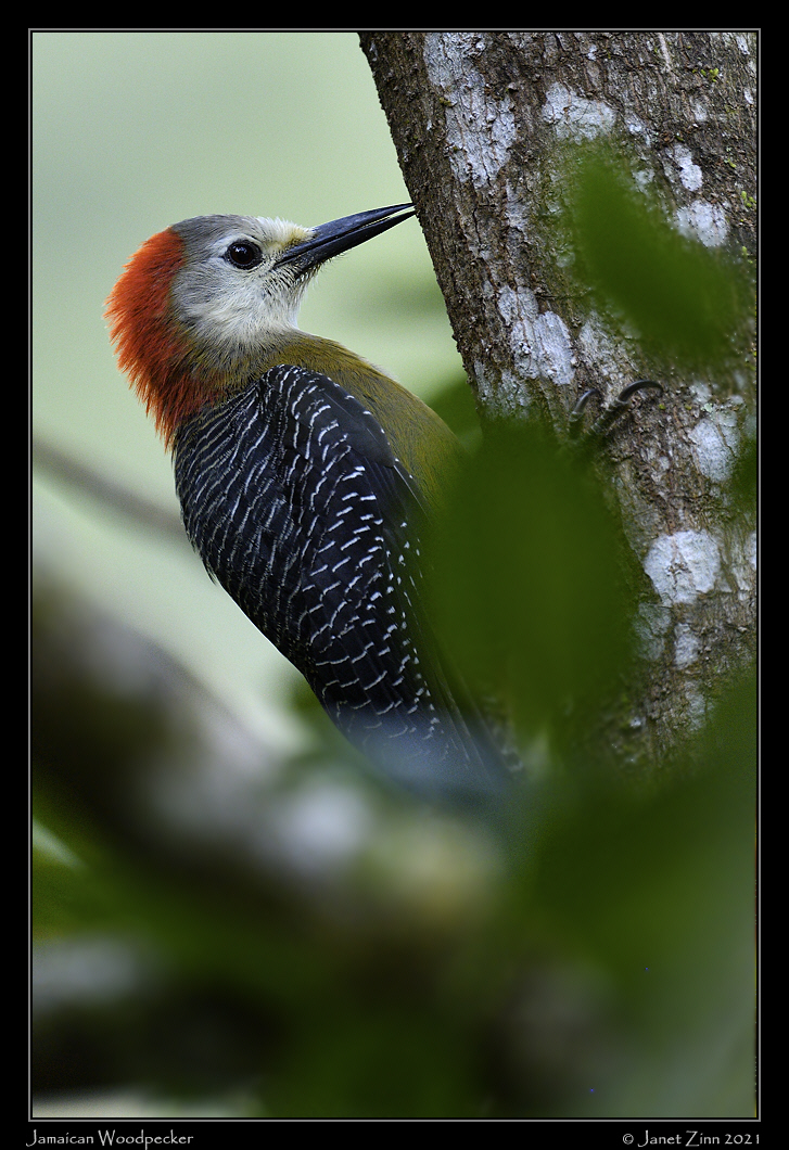 jamaican_woodpecker_JZ1_2030a