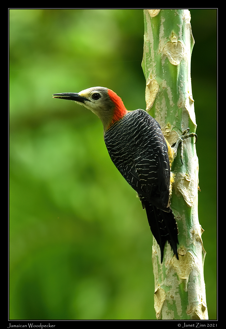 jamaican_woodpecker_JZ8_6314a