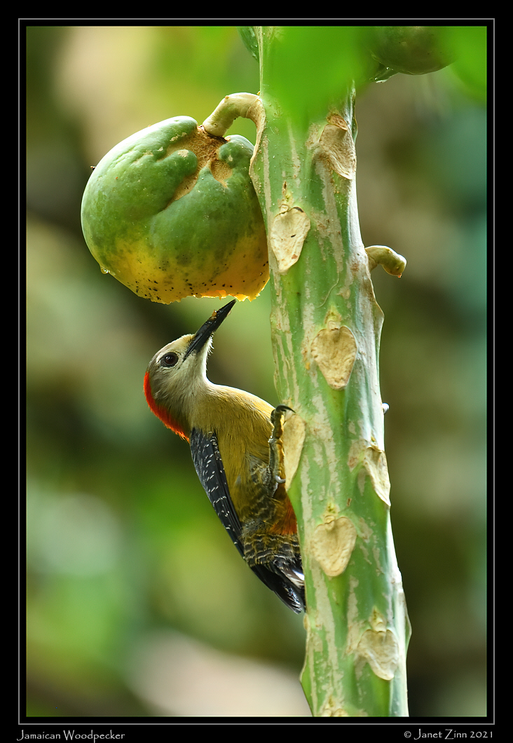 jamaican_woodpecker_JZ8_6352a