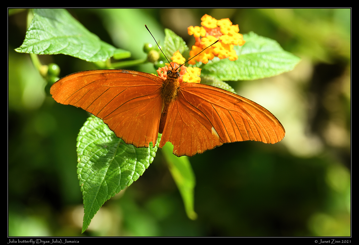 julia_butterfly_JZ8_6509b