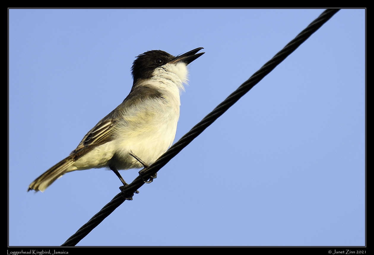 loggerhead_kingbird_JZ8_5950a