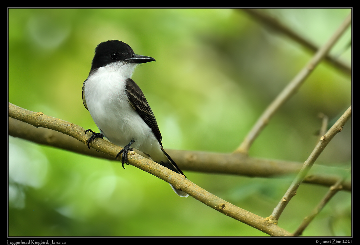 loggerhead_kingbird_JZ8_6418a