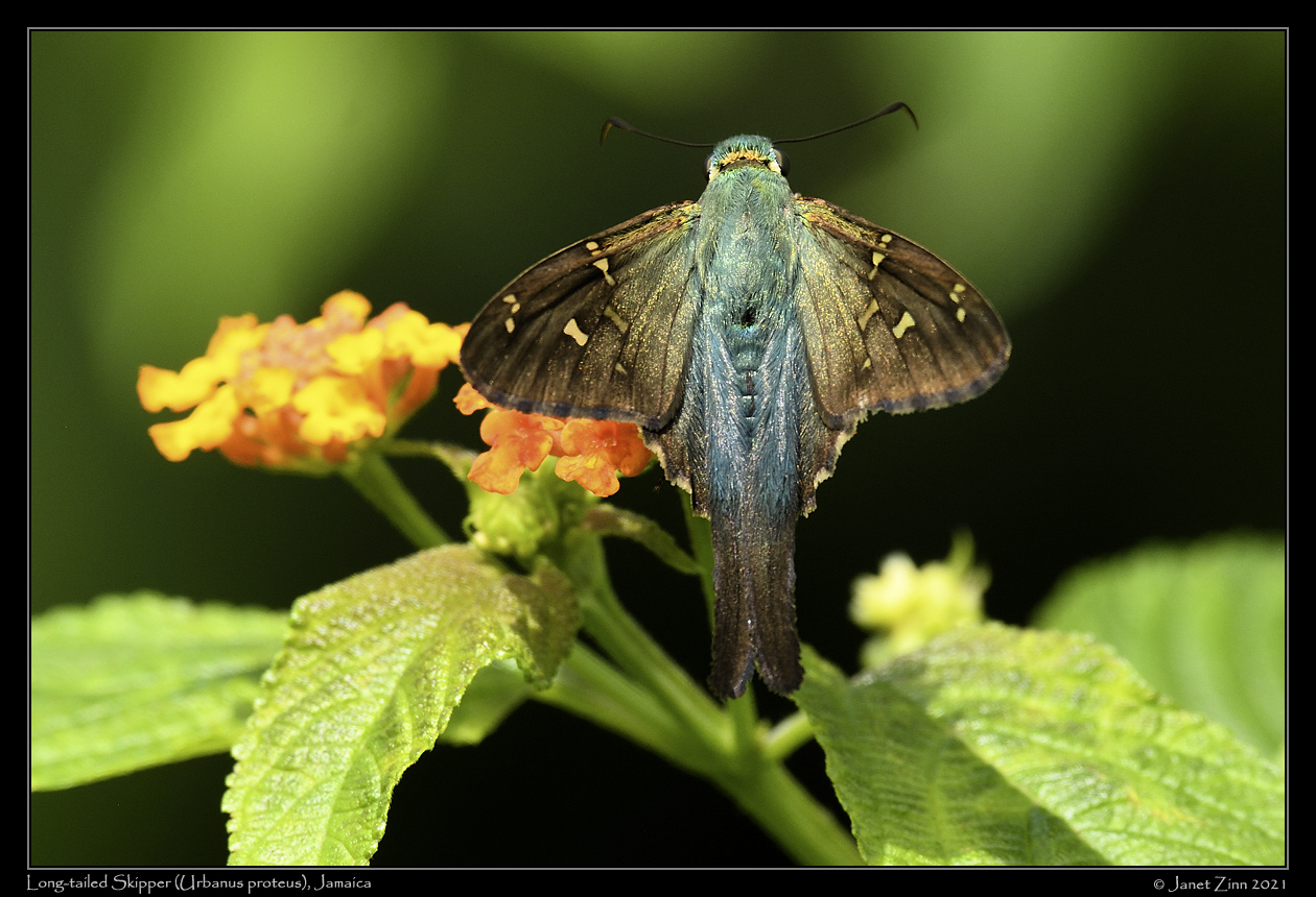 long_tailed_skipper_JZ8_6523a