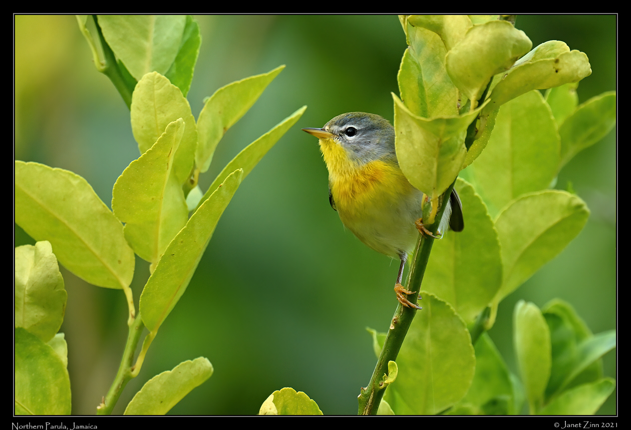 northern_parula_JZ1_1939a