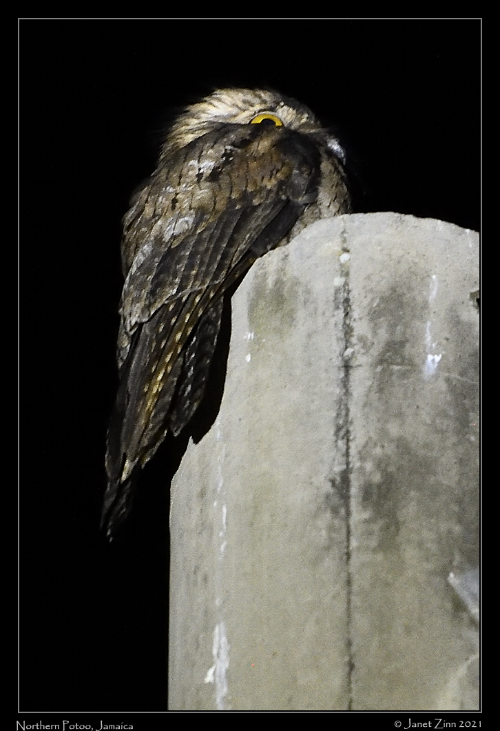 northern_potoo_JZ8_5928a