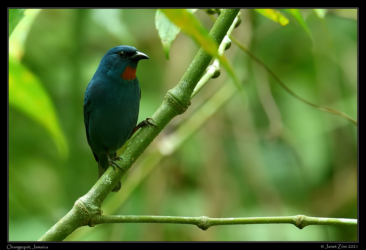 orangequit_JZ8_6533a