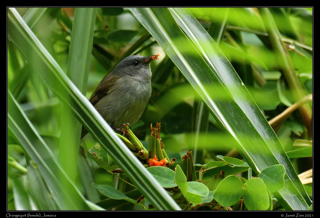 orangequit_female_JZ1_2276a