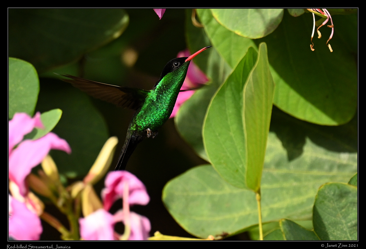 red_billed_streamertail_JZ1_1843a