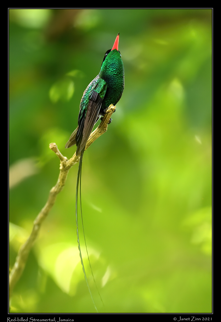 red_billed_streamertail_JZ8_5377a