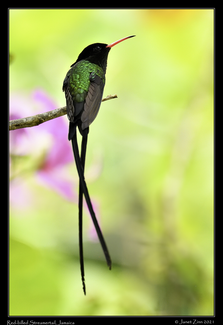 red_billed_streamertail_JZ8_5481a