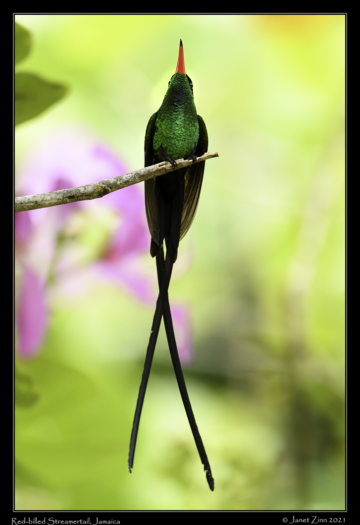 red_billed_streamertail_JZ8_5507a