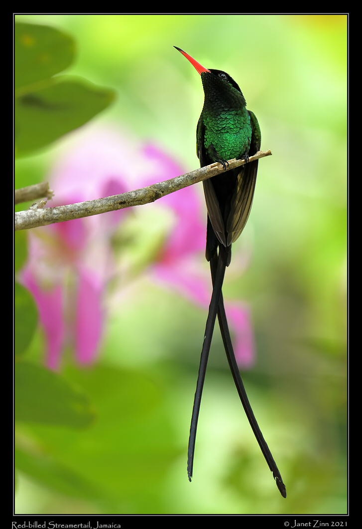 red_billed_streamertail_JZ8_5544a