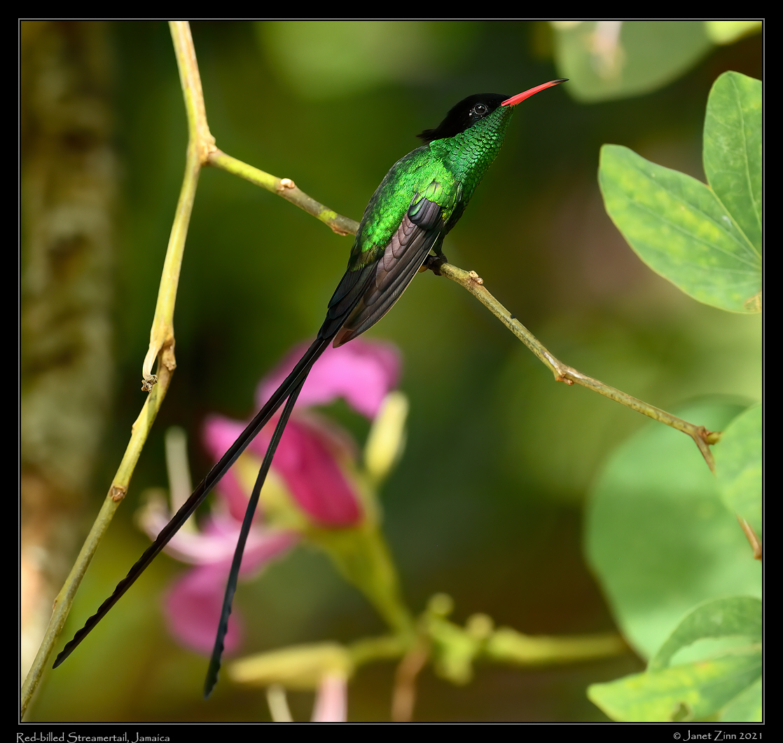 red_billed_streamertail_JZ8_5644a