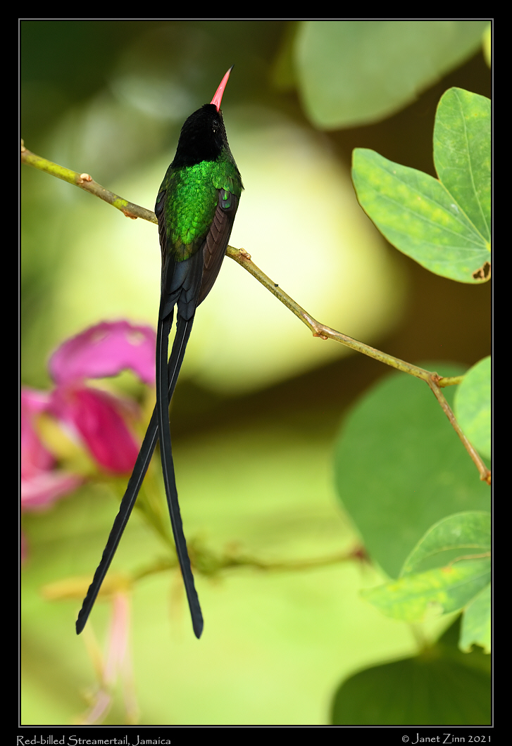 red_billed_streamertail_JZ8_5669a