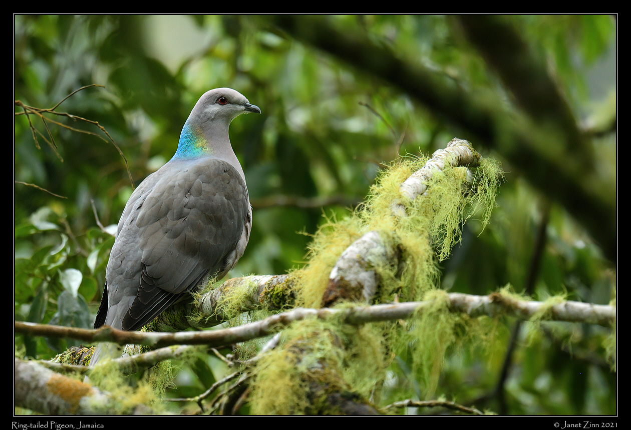 ring_tailed_pigeon_JZ1_2169a