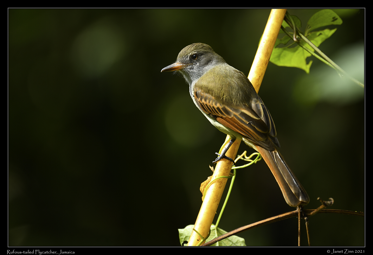 rufous_throated_flycatcher_JZ8_6549a
