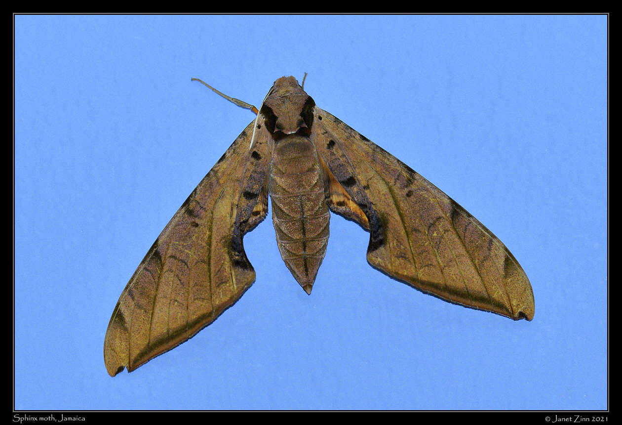 sphinx_moth_JZ1_1981a