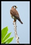  American Kestrel, Jamaica � Janet Zinn