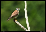  American Kestrel, Jamaica � Janet Zinn