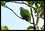  Black-billed Parrot, Jamaica � Janet Zinn
