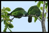  Black-billed Parrots, Jamaica � Janet Zinn