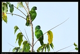  Black-billed Parrots, Jamaica � Janet Zinn