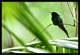  Black-billed Streamertail, Jamaica � Janet Zinn