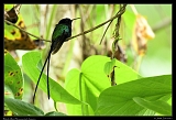  Black-billed Streamertail, Jamaica � Janet Zinn
