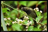  Black-faced Grassquit, Jamaica � Janet Zinn