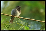  Black-faced Grassquit, Jamaica � Janet Zinn