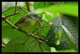  Blue Mountain Vireo, Jamaica � Janet Zinn