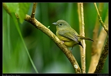  Blue Mountain Vireo, Jamaica � Janet Zinn