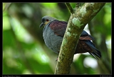  Crested Quail-dove, Jamaica � Janet Zinn