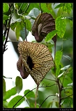  Dutchman's Pipe, Jamaica � Janet Zinn