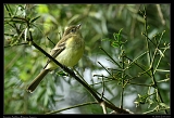  Greater Antillean Elaenia, Jamaica � Janet Zinn