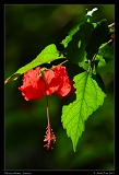  Hibiscus flower, Jamaica � Janet Zinn