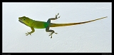  Jamaican Anole, Jamaica � Janet Zinn