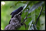  Jamaican Blackbird, Jamaica � Janet Zinn