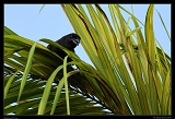  Jamaican Crow, Jamaica � Janet Zinn