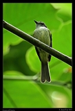  Jamaican Elaenia, Jamaica � Janet Zinn