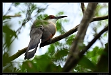  Jamaican Lizard Cuckoo, Jamaica � Janet Zinn